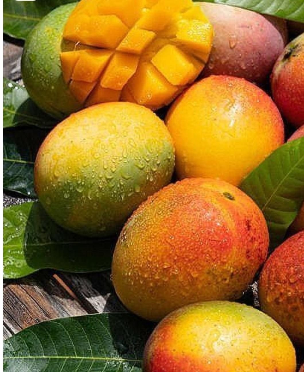 Mango - Dev Tandoor Industries